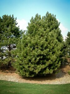 Сосна Чёрная (Pinus Nigra) купить по цене от 270.00р. в интернет-магазине «Посадика» с доставкой почтой в в Ногинске и по всей России – [изображение №1].