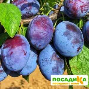 Слива Чачакская ранняя купить по цене от 229.00р. в интернет-магазине «Посадика» с доставкой почтой в в Ногинске и по всей России – [изображение №1].