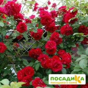 Роза плетистая Амадеус купить по цене от 399.00р. в интернет-магазине «Посадика» с доставкой почтой в в Ногинске и по всей России – [изображение №1].