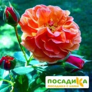 Роза Арабия купить по цене от 350.00р. в интернет-магазине «Посадика» с доставкой почтой в в Ногинске и по всей России – [изображение №1].