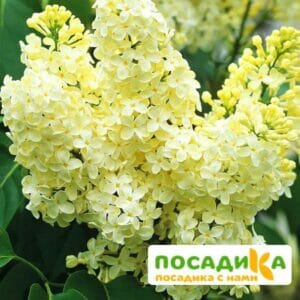 Сирень Примроуз (Primrose) купить по цене от 529.00р. в интернет-магазине «Посадика» с доставкой почтой в в Ногинске и по всей России – [изображение №1].