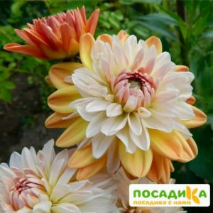 Георгина Коуп де Солейл (декоративная) купить по цене от 400р. в интернет-магазине «Посадика» с доставкой почтой в в Ногинске и по всей России – [изображение №1].