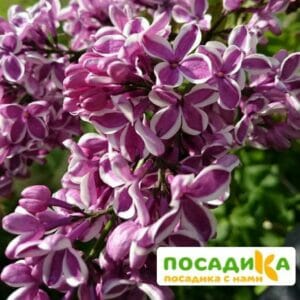 Сирень Сенсация купить по цене от 529.00р. в интернет-магазине «Посадика» с доставкой почтой в в Ногинске и по всей России – [изображение №1].