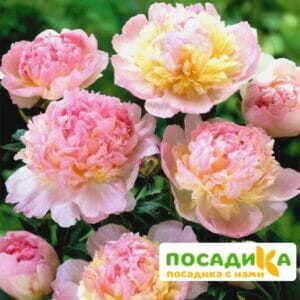 Пион Распберри Сандей (Paeonia Raspberry Sundae) купить по цене от 959р. в интернет-магазине «Посадика» с доставкой почтой в в Ногинске и по всей России – [изображение №1].