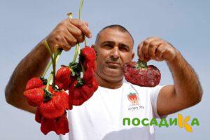 Клубника Гигант Джорнея купить по цене от 266р. в интернет-магазине «Посадика» с доставкой почтой в в Ногинске и по всей России – [изображение №1].
