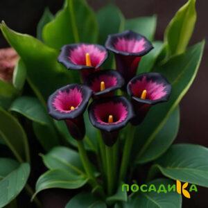 Калла Аура Лейс купить по цене от 400р. в интернет-магазине «Посадика» с доставкой почтой в в Ногинске и по всей России – [изображение №1].