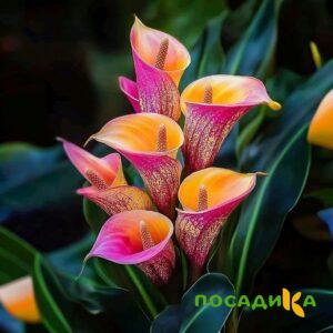 Калла Оникс купить по цене от 450р. в интернет-магазине «Посадика» с доставкой почтой в в Ногинске и по всей России – [изображение №1].
