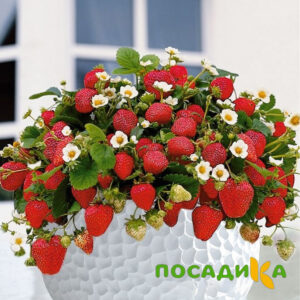 Клубника Рубиновый Шепот (горшечная) купить по цене от 240р. в интернет-магазине «Посадика» с доставкой почтой в в Ногинске и по всей России – [изображение №1].