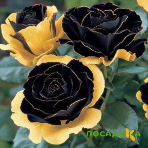 Роза Ханни Сикл купить по цене от 700р. в интернет-магазине «Посадика» с доставкой почтой в в Ногинске и по всей России – [изображение №1].