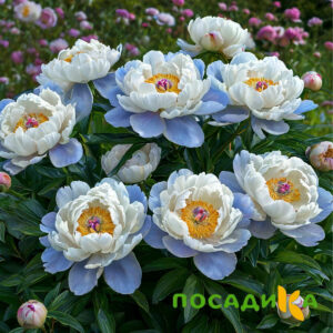 Пион акварельный Этюд купить по цене от 806р. в интернет-магазине «Посадика» с доставкой почтой в в Ногинске и по всей России – [изображение №1].