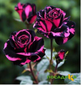 Роза Багровый Шепот купить по цене от 366р. в интернет-магазине «Посадика» с доставкой почтой в в Ногинске и по всей России – [изображение №1].