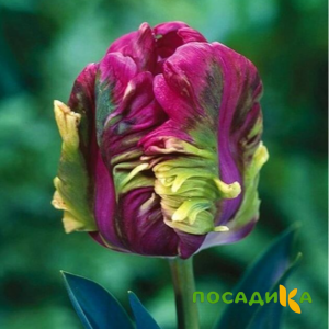 Тюльпан Экзотик Хэвен купить по цене от 186р. в интернет-магазине «Посадика» с доставкой почтой в в Ногинске и по всей России – [изображение №1].