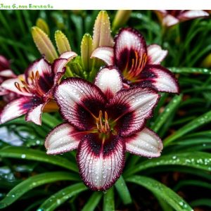 Лилейник Крим Сикл купить по цене от 799р. в интернет-магазине «Посадика» с доставкой почтой в в Ногинске и по всей России – [изображение №1].