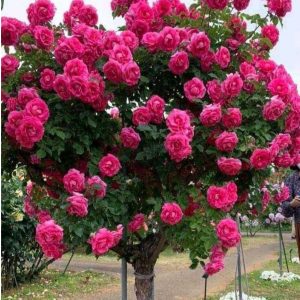 Роза Версаля купить по цене от 232р. в интернет-магазине «Посадика» с доставкой почтой в в Ногинске и по всей России – [изображение №1].